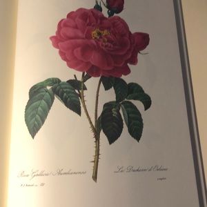 The Most Beautiful flowers Vintage book